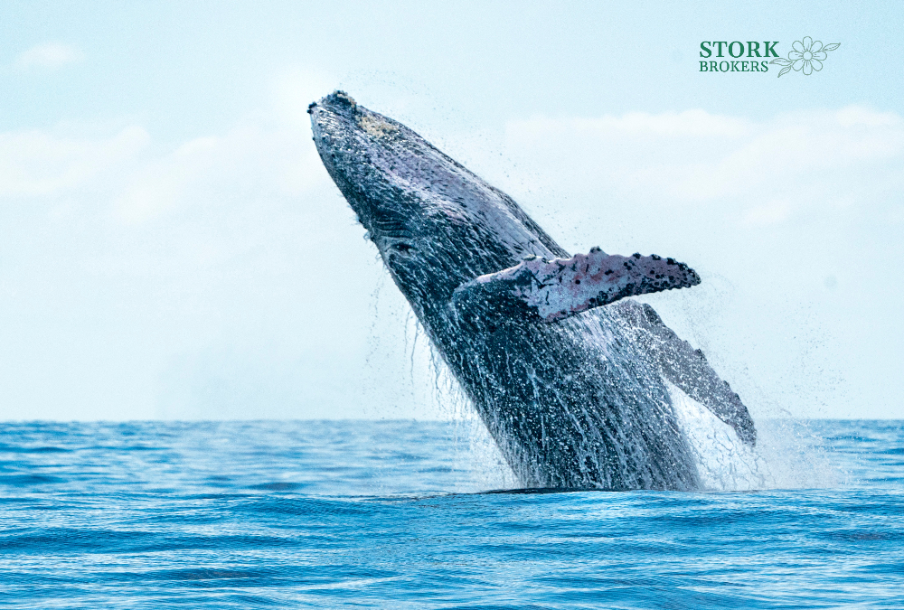 Can a whale swallow a submarine?