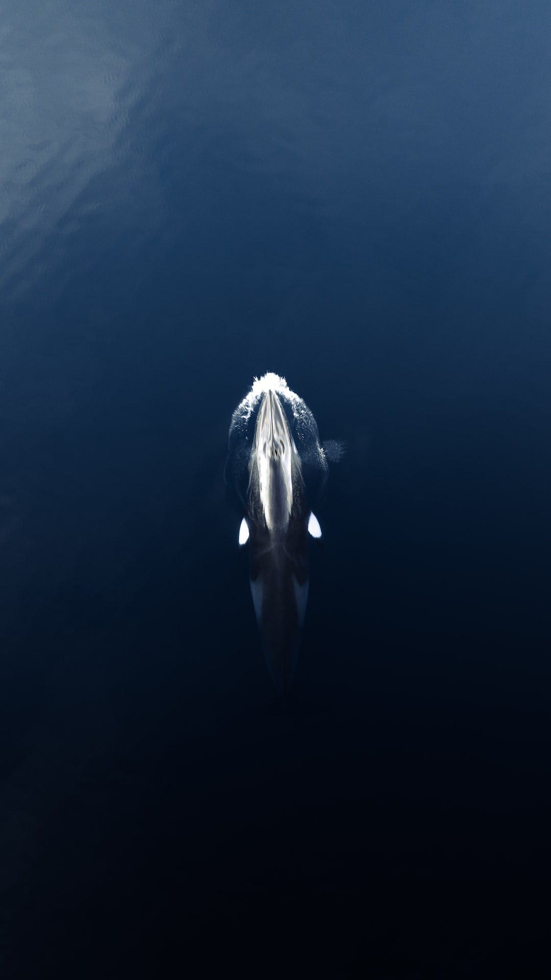 Understanding the Feeding Behavior of Whales