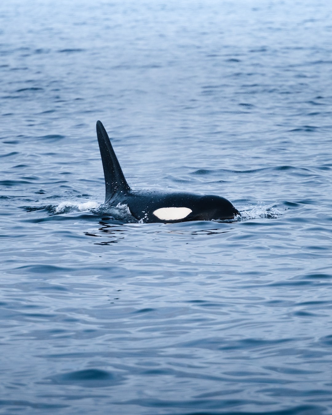 Investigating Aggressive Behavior in Orcas
